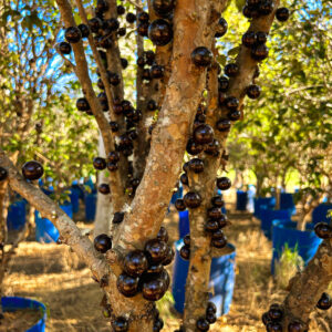 Jabuticaba