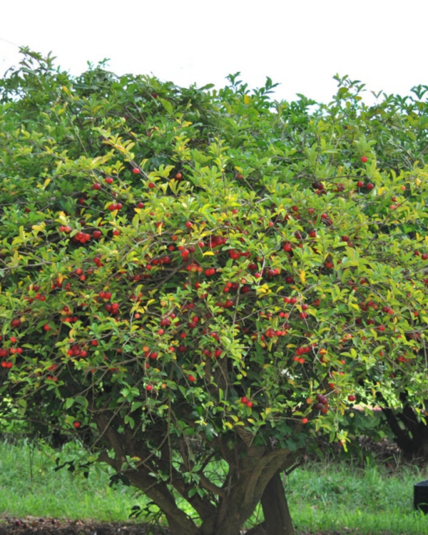 Acerola