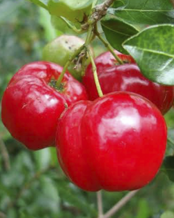 Acerola - Imagem 2