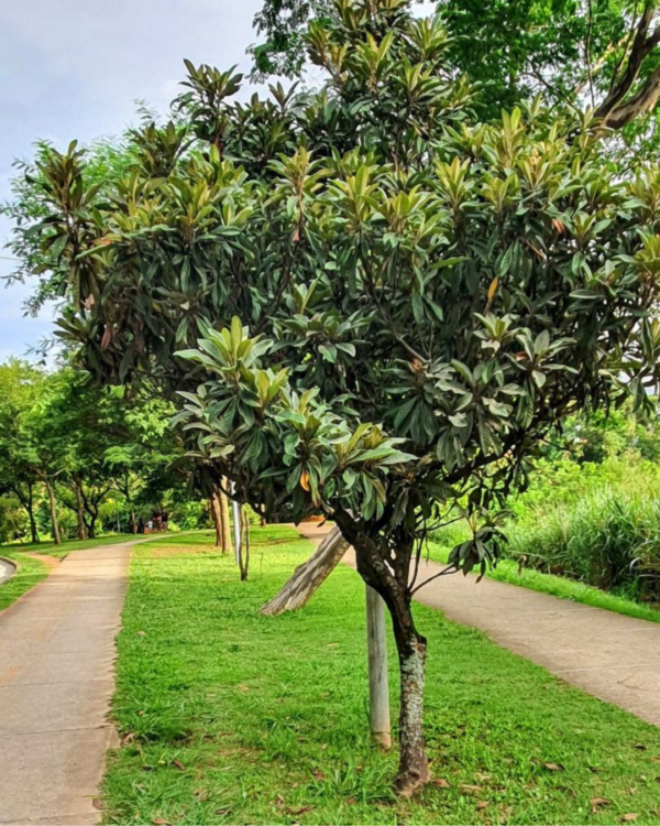 Ameixa Amarela - Imagem 2