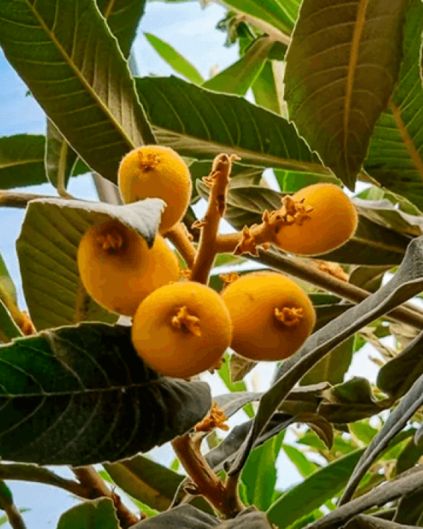 Ameixa Amarela