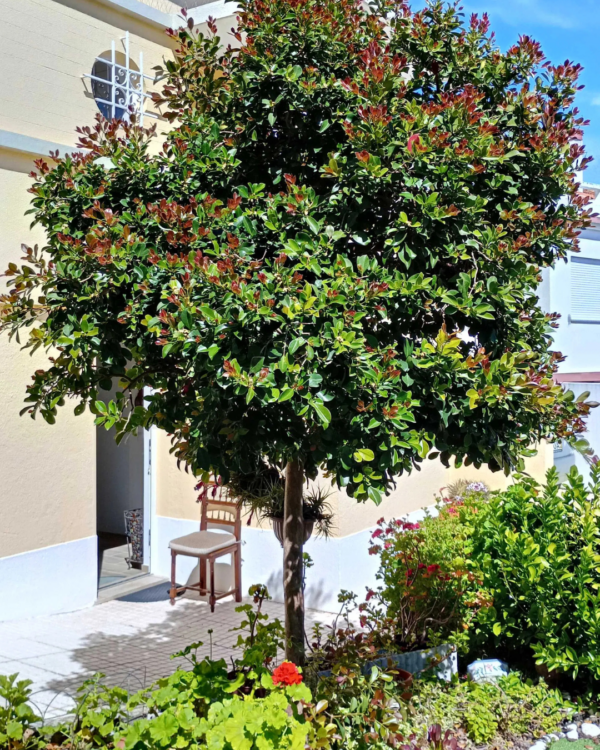 Araça - Imagem 2