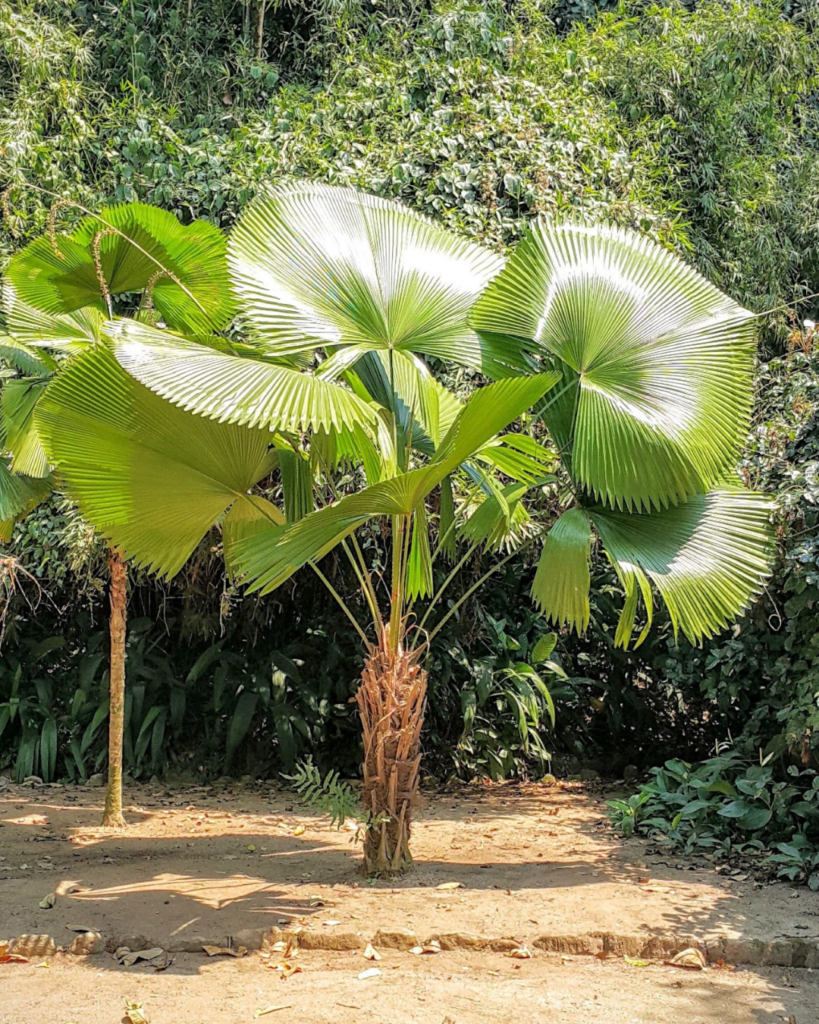 Leque – Espaço Plantas