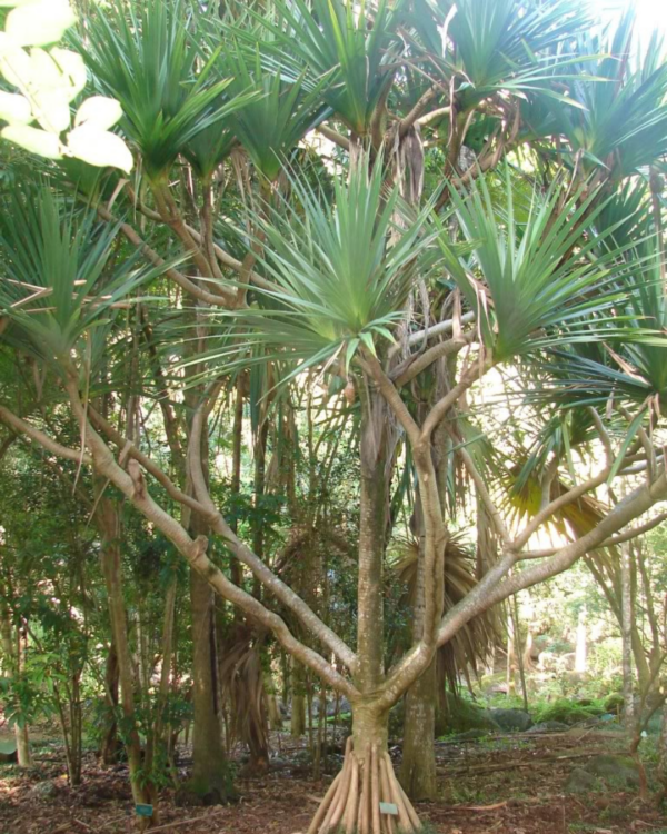 Pandanus