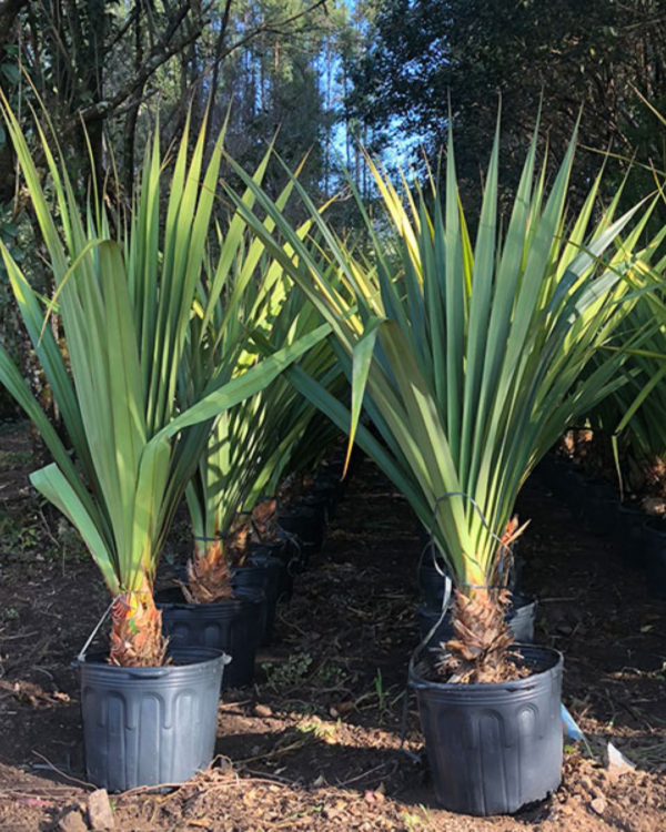 Pandanus - Imagem 2