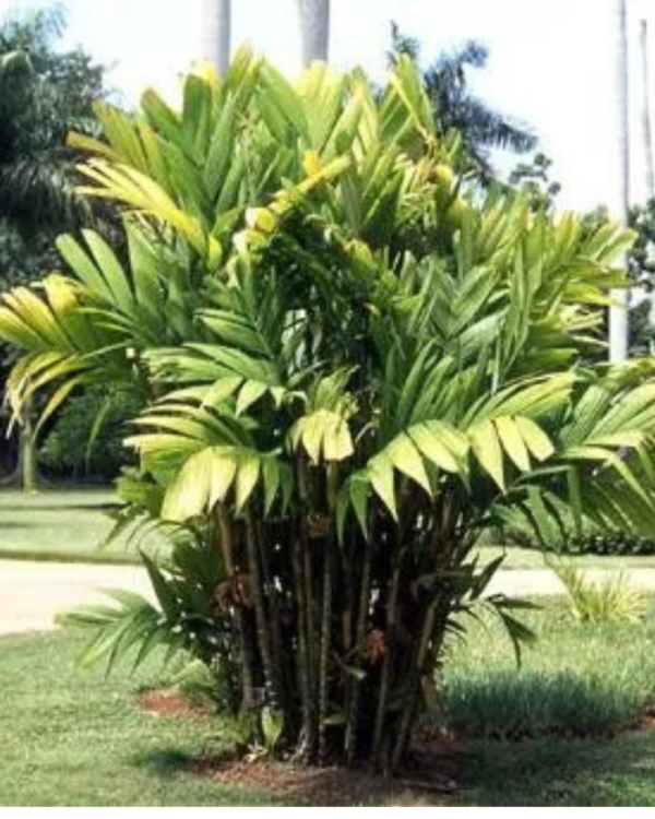 Pinanga