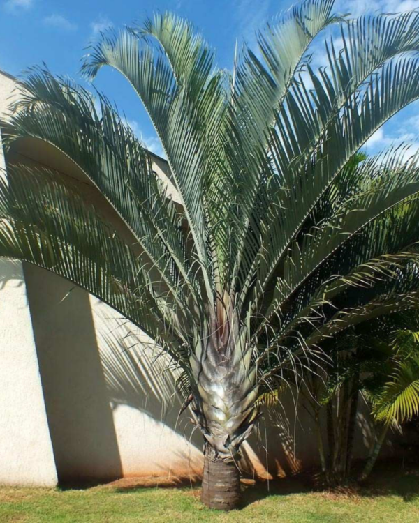 Triangular