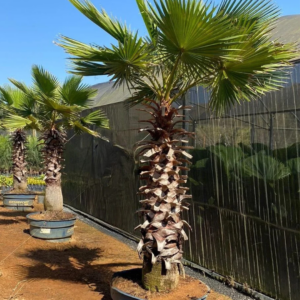 Washingtonia