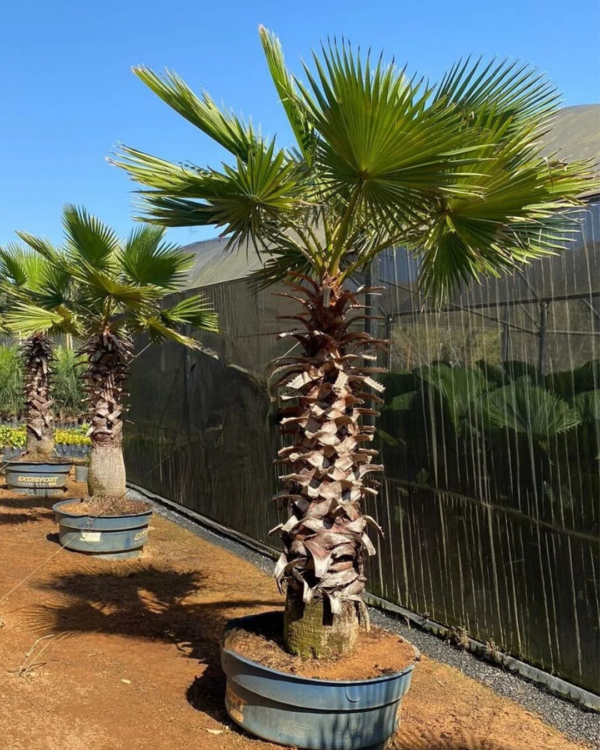 Washingtonia