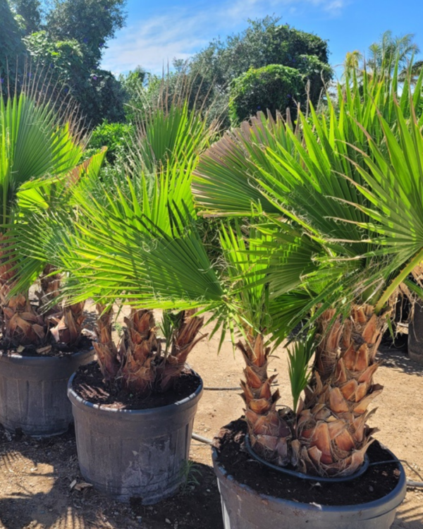 Washingtonia - Imagem 2