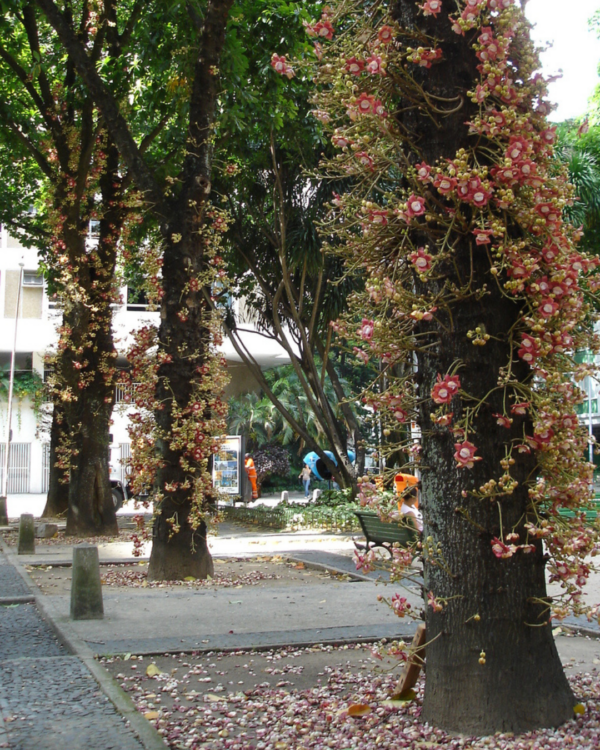 Abricó - Imagem 2