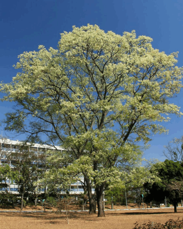 Anjico Branco - Imagem 2