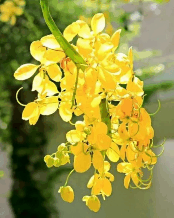 Acácia Amarela