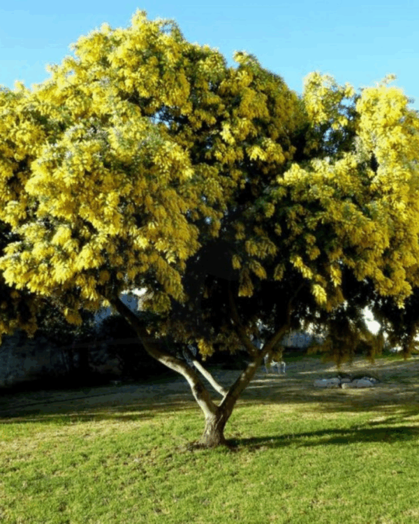 Acácia Amarela - Imagem 2