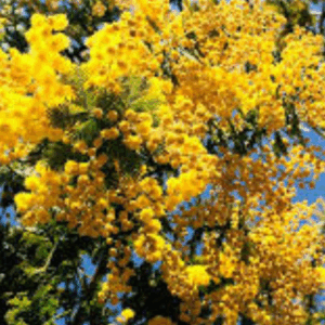 Acácia Mimosa
