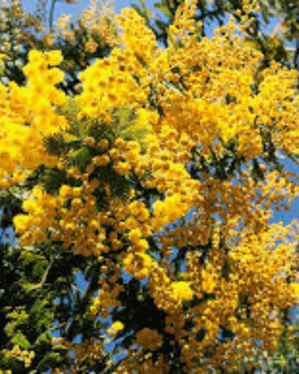 Acácia Mimosa