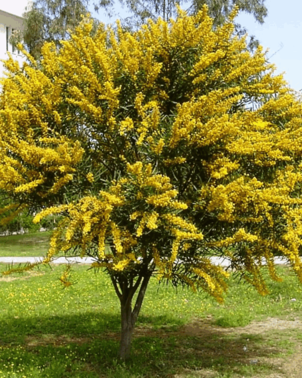 Acácia Mimosa - Imagem 2