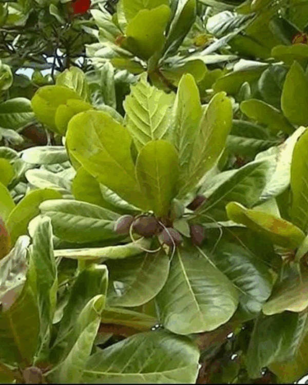 Amendoeira
