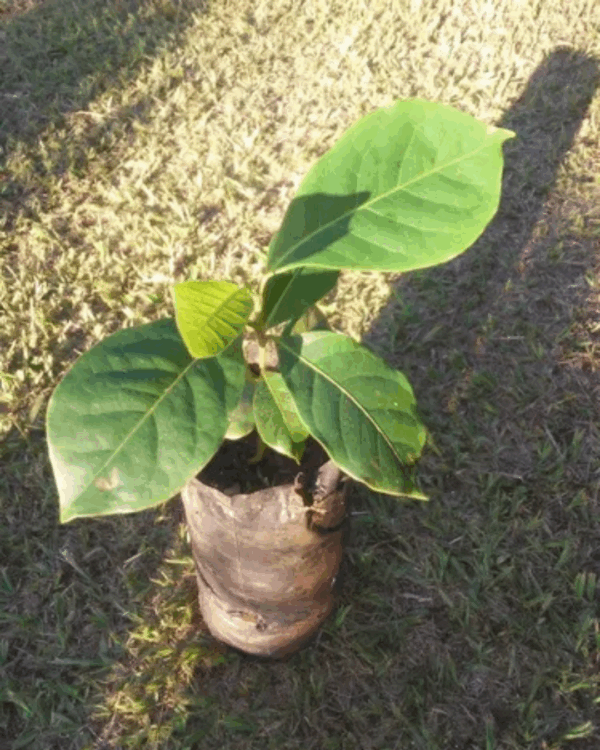 Amendoeira - Imagem 3