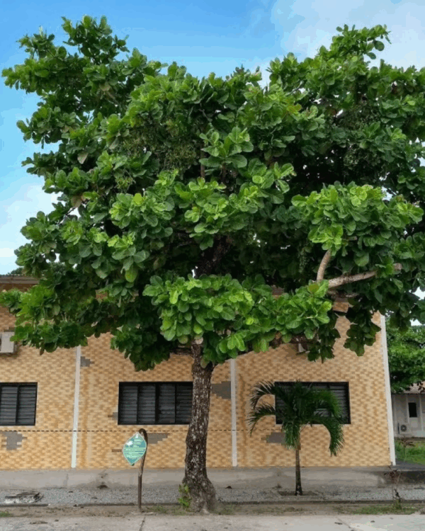 Amendoeira - Imagem 2