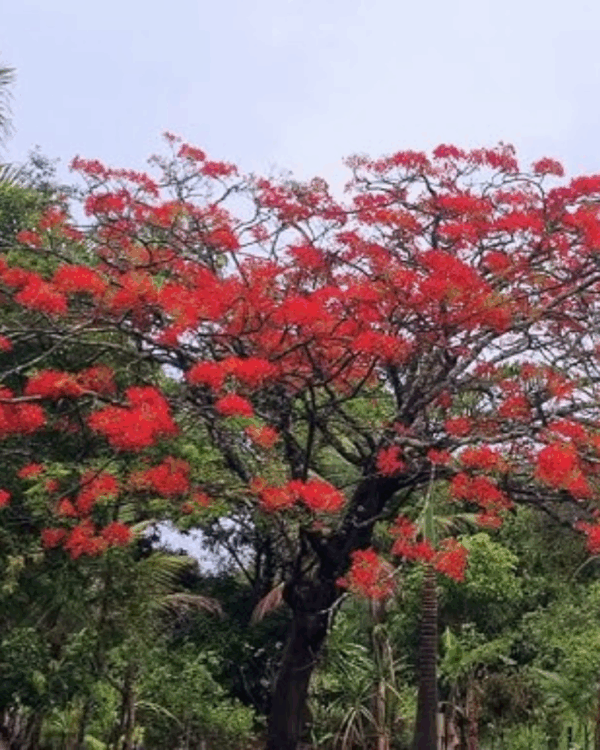 Anjico Vermelho - Imagem 2