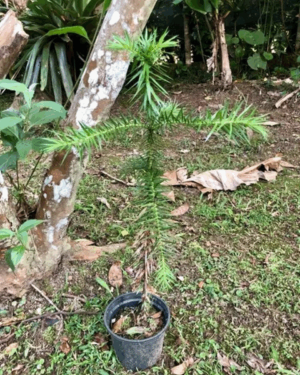 Araucária - Imagem 3