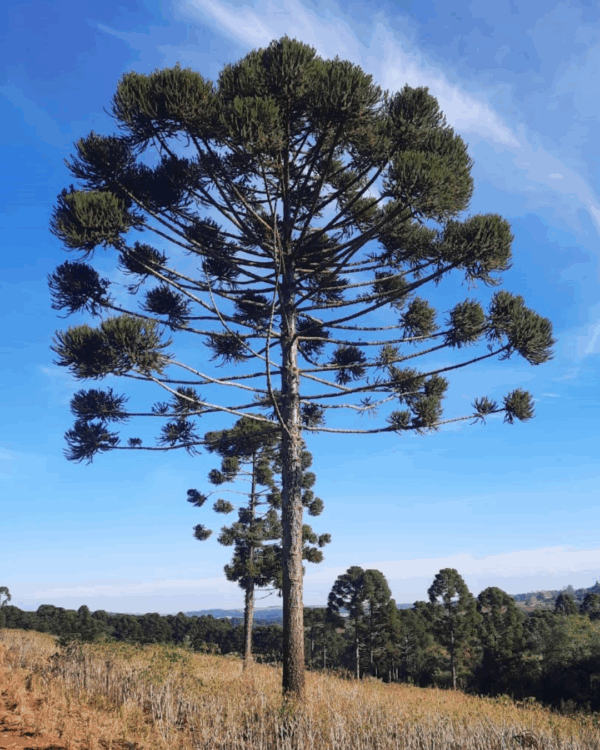 Araucária - Imagem 2