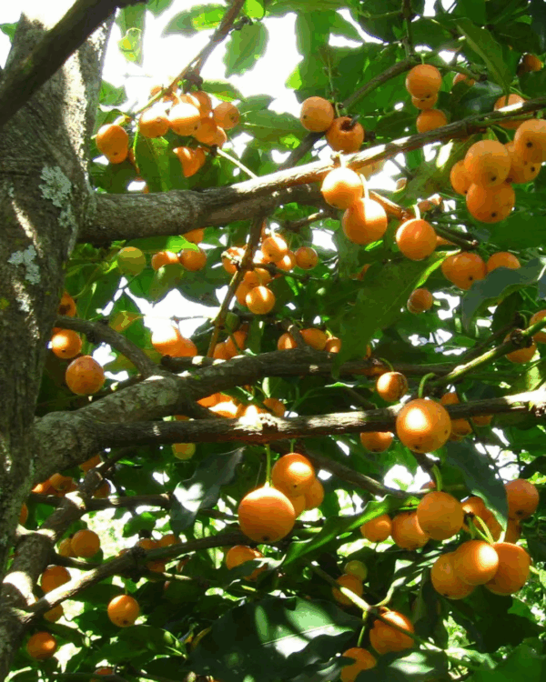 Bacupari