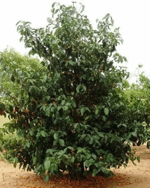 Bacupari - Imagem 2