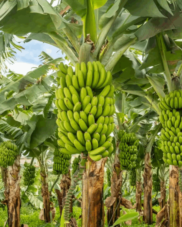 Banana