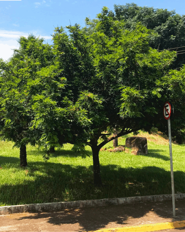 Brinco de Índio - Imagem 2
