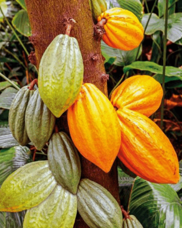 Cacau