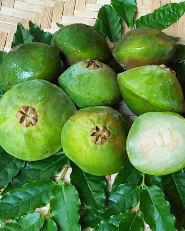 Cambuci