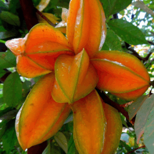 Carambola