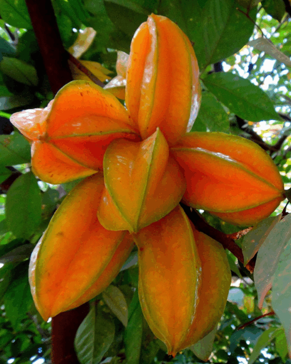 Carambola