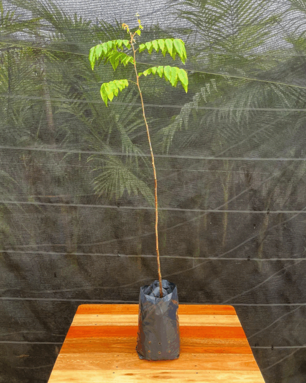 Carambola - Imagem 3