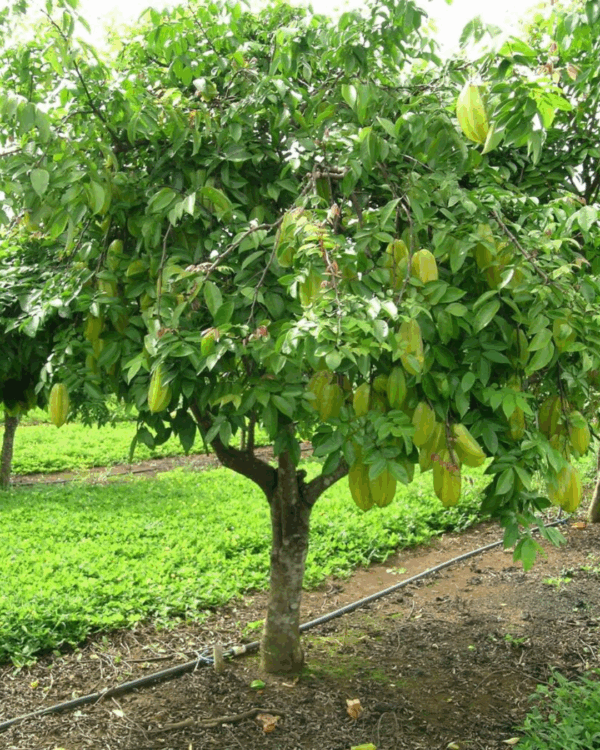 Carambola - Imagem 2