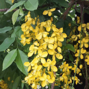 Cássia Chuva de Ouro