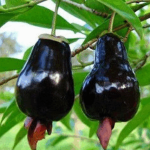 Cerejeira do Rio Grande