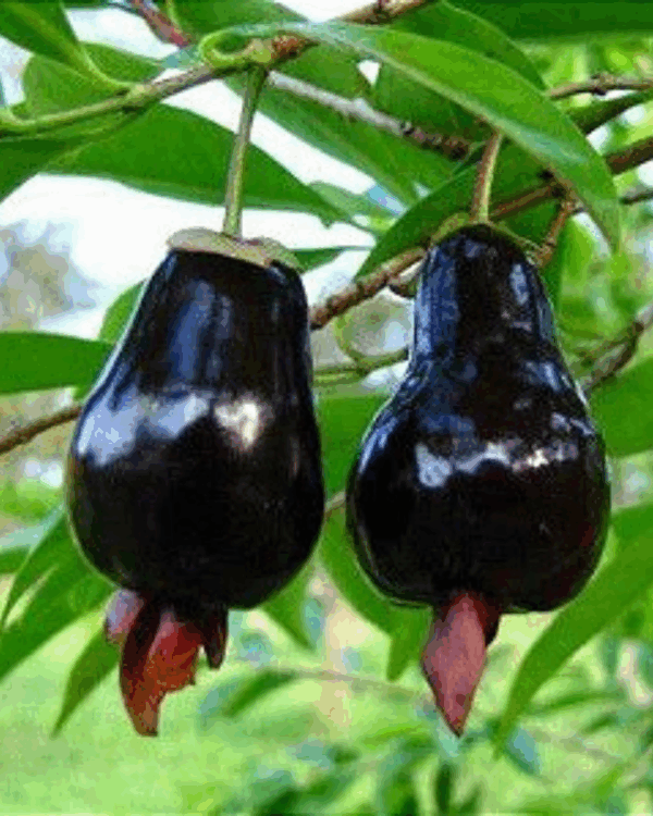 Cerejeira do Rio Grande