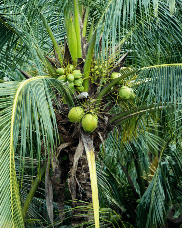 Coco - Imagem 2