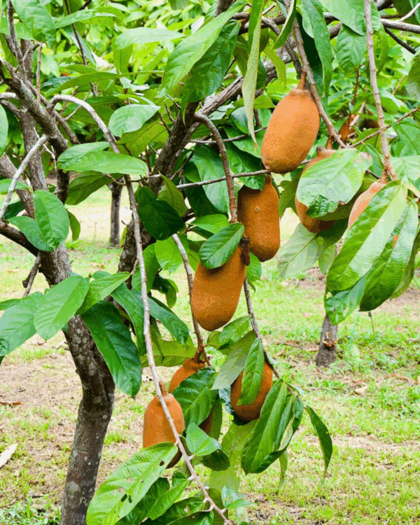 Cupuaçu