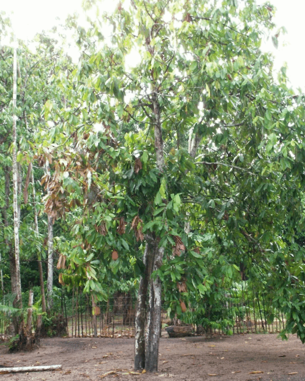 Cupuaçu - Imagem 2