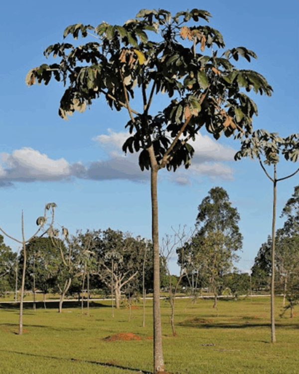 Embaúba