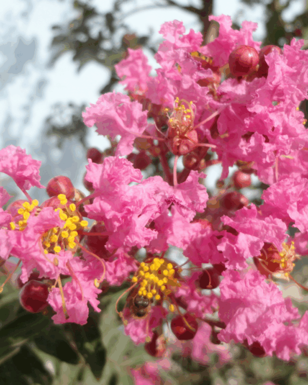 Escumilha Africana