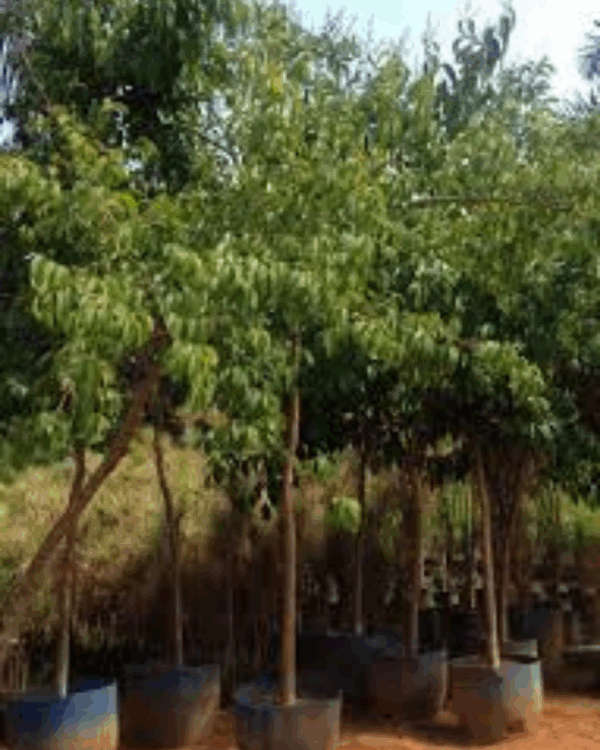 Escumilha Africana - Imagem 3