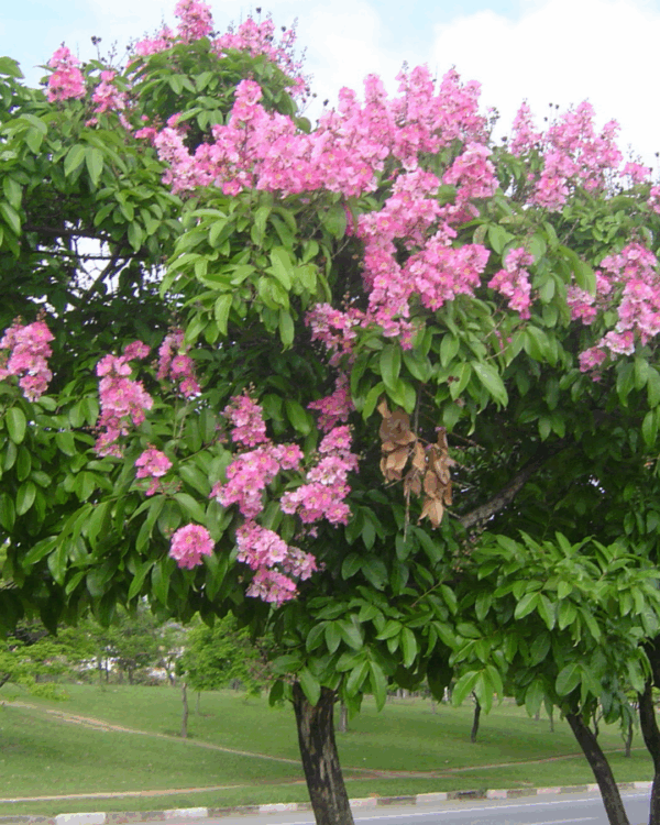 Escumilha Africana - Imagem 2
