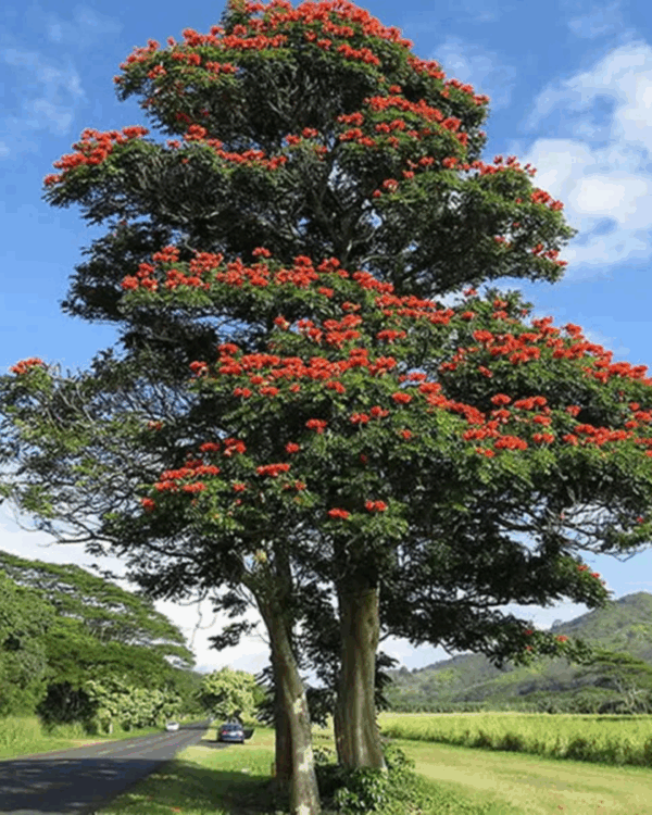 Espatódea - Imagem 2