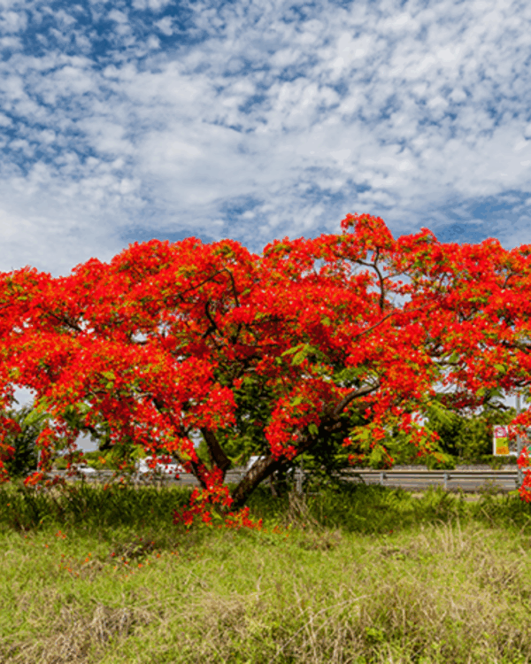 Flamboyant - Imagem 3