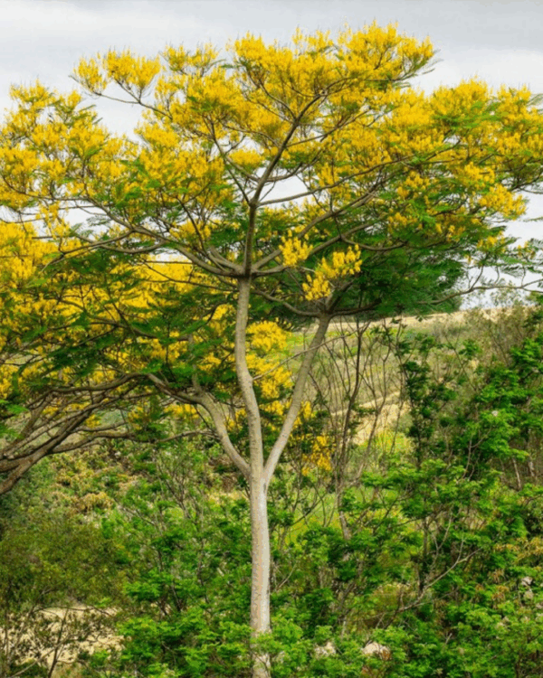 Guapuvuru - Imagem 2